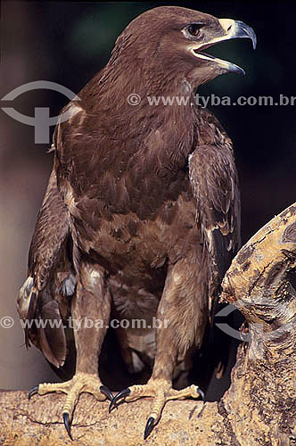  Tawny Eagle (Aquila rapax) - Africa 