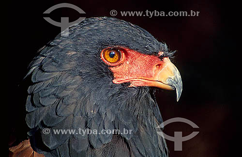  Bateleur Eagle (Terathopius ecaudatus) - África 
