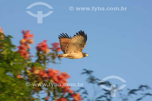  Eagle flying - Paraguay River - Mato Grosso State - Brazil 