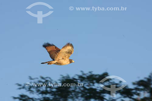  Eagle flying - Paraguay River - Mato Grosso State - Brazil 