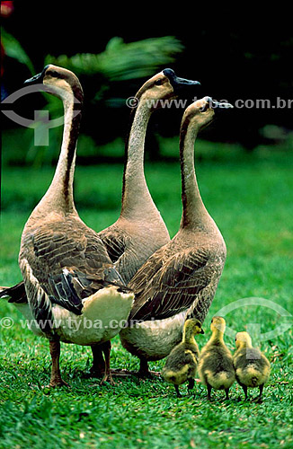  (Anser cygnoides) - bird with young - Swan Goose - original from Africa 