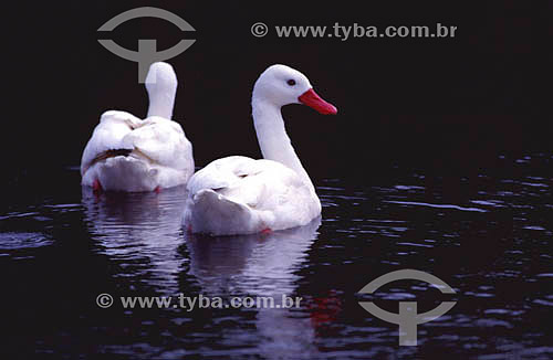  (Coscoroba coscoroba) Coscoroba swan that lives in southern marshes - South Brazil 