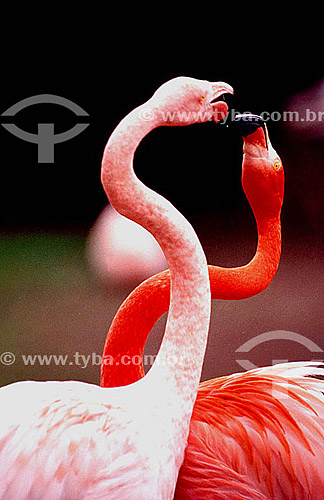  (Phoenicopterus ruber) - Greater Flamingo -  birds caressing each other - Brazil 