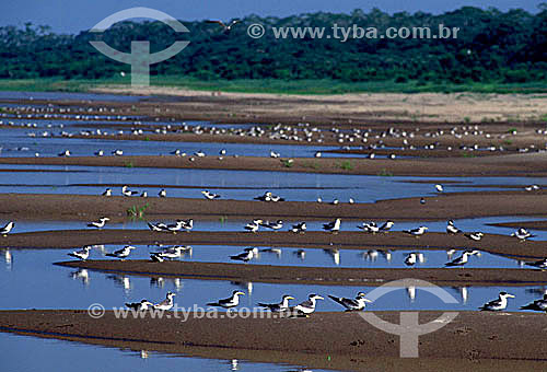  (Phaetusa simplex) Larger-billed Tern - Mamiraua Sustainable Development Reserve - Amazonas state - Brazil 