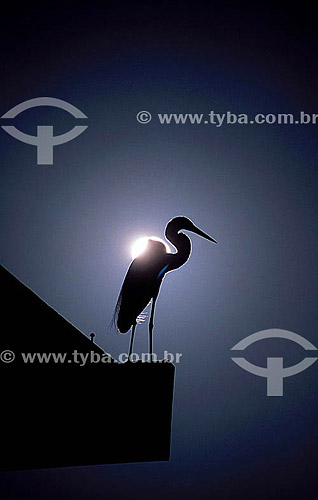  Silhouette of bird - Heron - Paqueta Island -  Rio de Janeiro city - Rio de Janeiro state - Brazil 