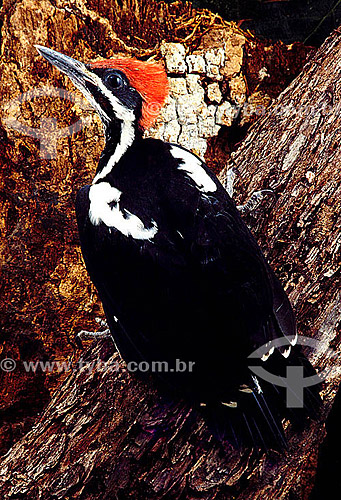  (Dryocopus lineatus) - Lineated Woodpecker - Brazil 