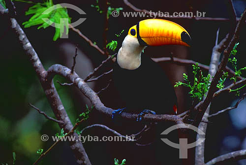  (Ramphastos toco) Toco Toucan - Pantanal of Mato Grosso state* - Brazil  *The Pantanal Region in Mato Grosso state is a UNESCO World Heritage Site since 2000. 