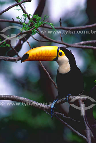  (Ramphastos toco) Toco Toucan - Pantanal of Mato Grosso state* - Brazil  *The Pantanal Region in Mato Grosso state is a UNESCO World Heritage Site since 2000. 