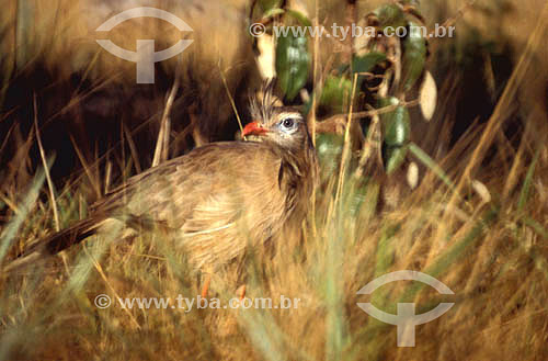  (Cariama cristata) Red Legged Seriema - Emas National Park* - Goias state - Brazil *The park is a UNESCO World Heritage Site since 12-16-2001. 