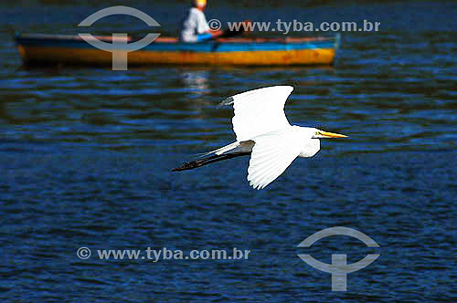  Heron flying with a small boat in the background - Cabo Frio city - Rio de Janeiro state - Brazil 