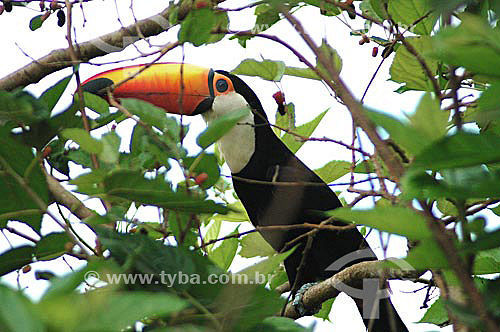  Toucan - Emas National Park* - Goias state - Brazil *The park is a UNESCO World Heritage Site since 12-16-2001. 