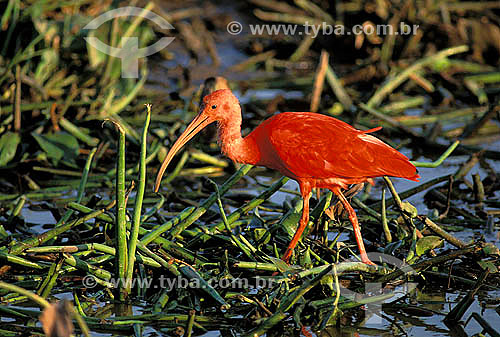  Scarlet ibis (Eudocimus ruber) - Amazon Forest - Para state - Brazil 