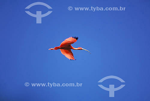  Scarlet ibis  (Eudocimus ruber) flying - Amazon Forest - Para state - Brazil 