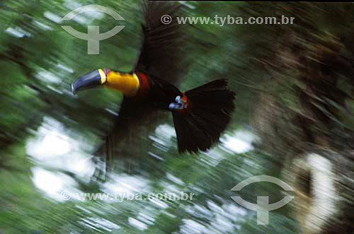  (Ramphastos vitellinus ariel) channel-billed Toucan - Atlantic Rainforest - Rio de Janeiro state - Brazil 