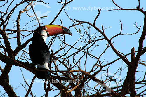  (Ramphastos toco) Toco Toucan - Emas National Park* - Goias state - Brazil * The park is a UNESCO World Heritage Site since 12-16-2001. 