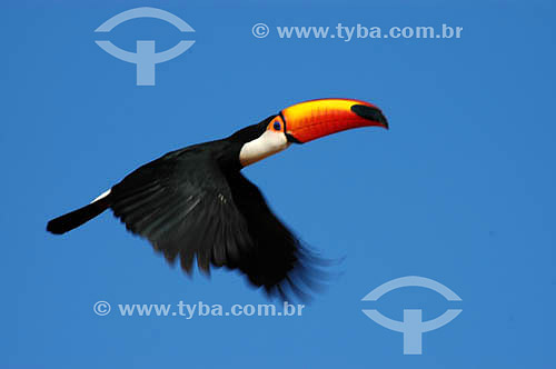  (Ramphastos toco) Toco Toucan - Emas National Park* - Goias state - Brazil * The park is a UNESCO World Heritage Site since 12-16-2001. 