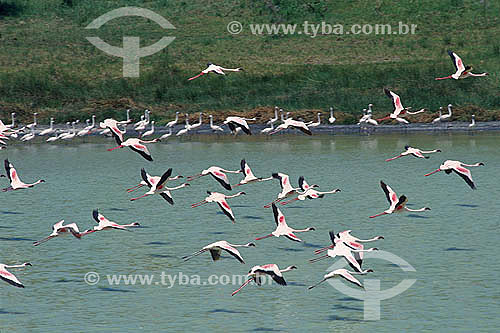  Lesser Flamingos flying (Phoenicopterus minor) - Africa 