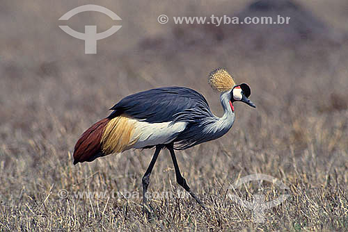  Grey Crowned Crane (Balearica regulorum) - Africa 