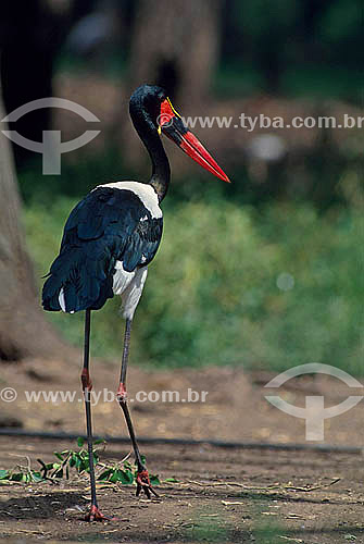  Saddle-billed stork or African Jabiru (Ephippiorhynchus senegalensis) - Africa 