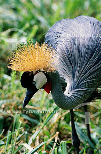  Grey Crowned Crane (Balearica regulorum) - Africa 