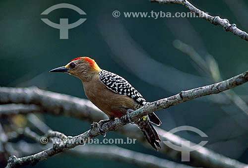  Red-crowned Woodpecker (Melanerpes rubricapillus) - Henri Pittier National Park - Aragua state - Venezuela 