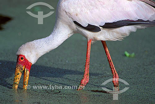  Yellow-billed Stork (Mycteria ibis) - Africa 