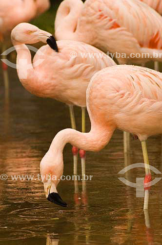  Flamingo ( Phoenicopterus ruber roseus) at Bird´s Park - Iguaçu Falls - Parana state - Brazil 