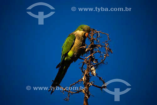  Parakeet in Rio de Janeiro city - Rio de Janeiro state - Brazil 