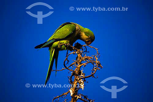  Parakeet in Rio de Janeiro city - Rio de Janeiro state - Brazil 