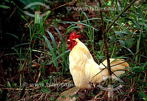  Rooster - domestic bird - Brazil 