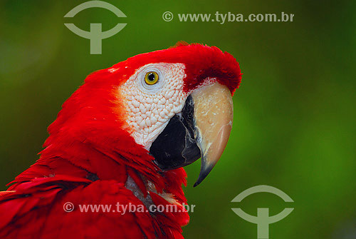  Scarlet Macaw (Ara macao)  
