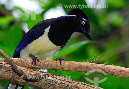 The Plush-crested Jay (Cyanocorax chrysops) 