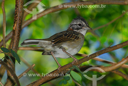  Rufous-collared Sparrow (Zonotrichia capensis) - Sao Pedro da Serra region - Rio de Janeiro state - Brazil 