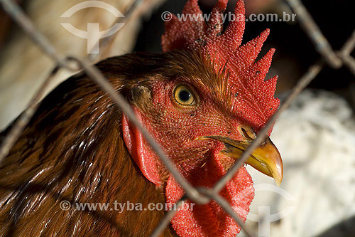  Rooster at Sao Joaquim fair - Salvador city - Bahia state - Brazil 