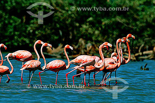  (Phoenicopterus ruber) Greater Flamingo or Olivito Swamp - group of birds - Zulia - Venezuela 