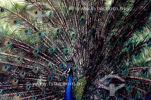  (Pavo cristatus) - Blue Peafowl or Indian Peafowl or Common Peafowl - bird with exuberant plumage - Brazil 