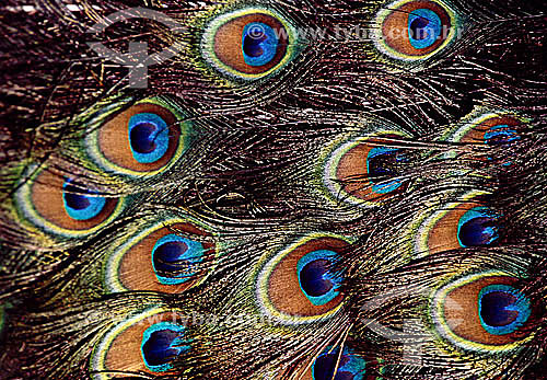  (Pavo Cristatus) - Blue Peafowl or Indian Peafowl or Common Peafowl - detail of the exuberant plumage - Brazil 
