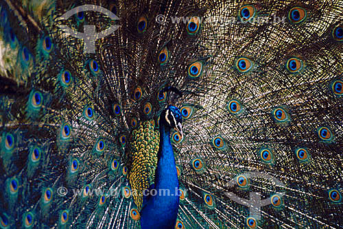  (Pavo Cristatus) - Blue Peafowl or Indian Peafowl or Common Peafowl - bird with an exuberant plumage - Brazil 