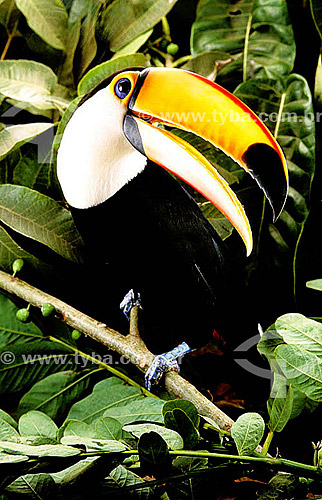  (Ramphastus toco) Toco Toucan - from diferent regions of Brazil 