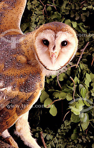  (Tyto alba) Barn Owls - distributed in all regions of Brazil 