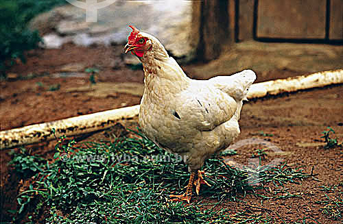  (Gallus domesticus) - Chicken - Serra da Bocaina National Park - Sao Paulo state - Brazil 