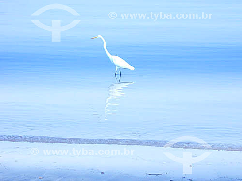  Snowy Egret (Egretta thula) - Brazil 
