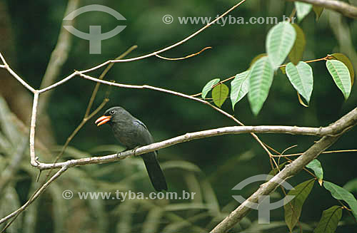  (Monasa nigrifrons) Black-fronted Nunbird - Iranduba village - Amazonas state - Brazil 