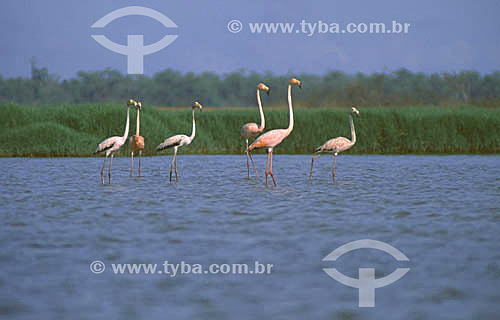  (Phoenicopterus ruber) Greater Flamingos on the Amapa coast - Amapa state - Brazil 