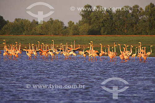  (Phoenicopterus ruber) Greater Flamingos - Amapá coast - Amapa state - Brazil 