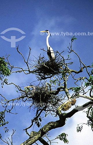  (Ardea cocoi) White-necked Heron in nests - Pedreira River region - Macapa - Amapa state - Brazil 