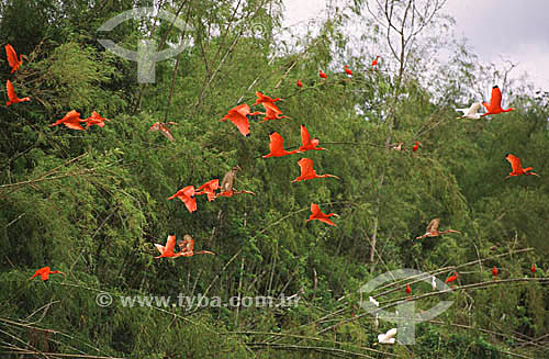  (Eudocimus ruber)  Scarlet Ibis flying - Brazil 