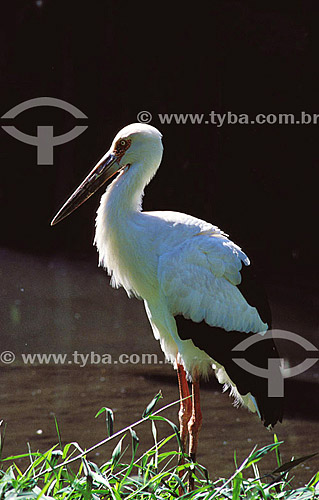  (Euxenura maguari) Maguari Stork of South America 