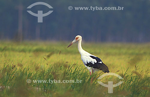  (Ciconia maguari) Maguari Stork - Ecological Station of Taim - Rio Grande do Sul state - Brazil 
