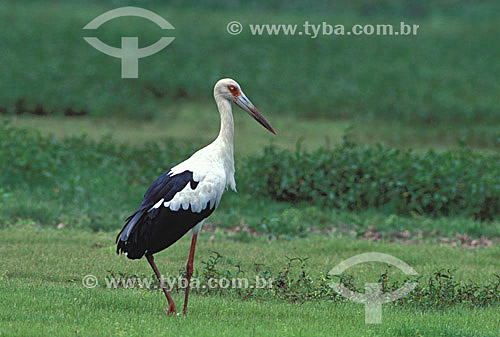  (Ciconia maguari) Maguari Stork 